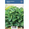 Hartlelie (hosta tardiana "Halcyon") schaduwplant