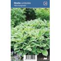 Hartlelie (hosta undulata "Albomarginata") schaduwplant