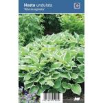 Hartlelie (hosta undulata "Albomarginata") schaduwplant