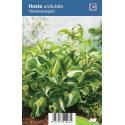 Hartlelie (hosta undulata "Mediovariegata") schaduwplant