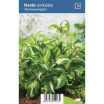 Hartlelie (hosta undulata "Mediovariegata") schaduwplant