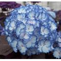 Hydrangea Macrophylla "Charming® Julia Blue"® boerenhortensia