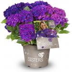 Hydrangea Macrophylla "Three Sisters"® Violett boerenhortensia