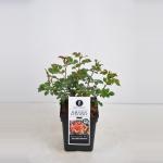 Persica roos (rosa persica "For your Eyes only"&reg;)