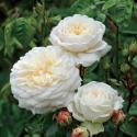 Engelse klimroos (rosa "Tranquillity"®)