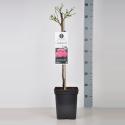 Miniatuurroos op stam (rosa "Charmant"&reg;)