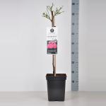 Miniatuurroos op stam (rosa "Charmant"&reg;)