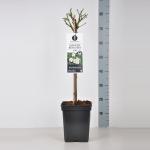 Miniatuurroos op stam (rosa "Sonnenr&ouml;schen"&reg;)