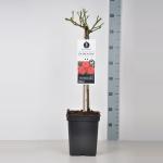 Miniatuurroos op stam (rosa "Zwergenfee"&reg;)