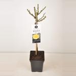 Grootbloemige roos op stam 50 cm (rosa "Malta"&reg;)