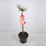 Grootbloemige roos op stam Parfum de Nature (rosa "Acapella"&reg;)
