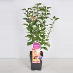 Sering (syringa vulgaris "Ludwig Sp&auml;th"Parfum de Nature)