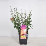 Dwergsering (syringa Bloomerang&reg;"Dark Purple"Parfume de Nature)