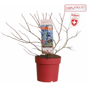 Bosbes (vaccinium corymbosum "Blue Dessert"® LUBERA) fruitplanten Bosbes (vaccinium corymbosum "Blue Dessert"® LUBERA) fruitplanten