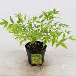 Hemelse bamboe (Nandina domestica &ldquo;Brightlight&rdquo;) heester