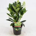 Skimmia (Skimmia Japonica &ldquo;Finchy&rdquo;&reg;) heester