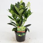 Skimmia (Skimmia Japonica &ldquo;Finchy&rdquo;&reg;) heester