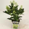 Skimmia (Skimmia Japonica &ldquo;Finchy&rdquo;&reg;) heester