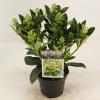 Skimmia (Skimmia Japonica &ldquo;Finchy&rdquo;&reg;) heester