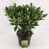 Skimmia (Skimmia Japonica &ldquo;Finchy&rdquo;&reg;) heester