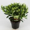 Skimmia (Skimmia Japonica &ldquo;Finchy&rdquo;&reg;) heester