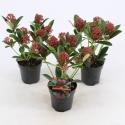 Skimmia (Skimmia Japonica &ldquo;Red Dwarf&rdquo;&reg;) heester