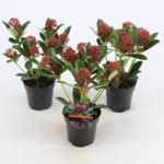 Skimmia (Skimmia Japonica &ldquo;Red Dwarf&rdquo;&reg;) heester
