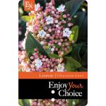 Sneeuwbal (Viburnum tinus &ldquo;Lisa Rose&rdquo;&reg;) heester