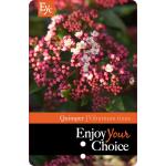 Sneeuwbal (Viburnum tinus &ldquo;Quimper&rdquo;) heester