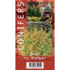 Westerse levensboom (Thuja occidentalis "Rheingold") conifeer