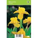 Zwaardlelie (iris pumila "Brassie") voorjaarsbloeier