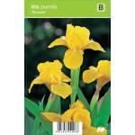 Zwaardlelie (iris pumila "Brassie") voorjaarsbloeier
