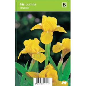 Zwaardlelie (iris pumila "Brassie") voorjaarsbloeier