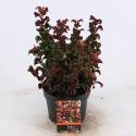 Druifheide (Leucothoe axillaris &ldquo;Curly Red&rdquo;&reg;) heester