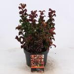 Druifheide (Leucothoe axillaris &ldquo;Curly Red&rdquo;&reg;) heester