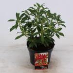 Rotsheide (Pieris &ldquo;Forest Flame&rdquo;) heester