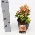 Rotsheide (Pieris Japonica &ldquo;Mountain Fire&rdquo;) heester