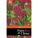 Skimmia (Skimmia Japonica &ldquo;Rubella&rdquo;) heester