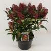 Skimmia (Skimmia Japonica &ldquo;Rubella&rdquo;) heester