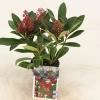 Skimmia (Skimmia Japonica &ldquo;Rubella&rdquo;) heester