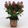 Skimmia (Skimmia Japonica &ldquo;Rubella&rdquo;) heester