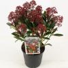 Skimmia (Skimmia Japonica &ldquo;Rubella&rdquo;) heester