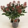 Skimmia (Skimmia Japonica &ldquo;Rubella&rdquo;) heester