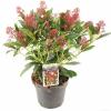 Skimmia (Skimmia Japonica &ldquo;Rubella&rdquo;) heester