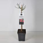 Miniatuurroos op stam (rosa "Pepita"&reg;)