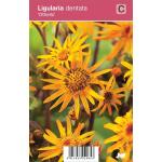 Kruiskruid (ligularia dentata "Othello") najaarsbloeier