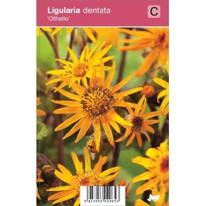 Kruiskruid (ligularia dentata "Othello") najaarsbloeier