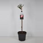 Grootbloemige roos op stam (rosa "Nostalgie"&reg;)
