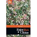 Hemelse bamboe (Nandina domestica &ldquo;Twilight&rdquo; PBR) heester