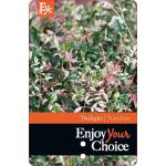 Hemelse bamboe (Nandina domestica &ldquo;Twilight&rdquo; PBR) heester